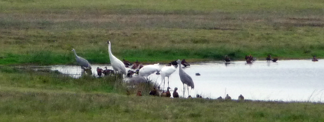 Whooping Cranes Goose Island