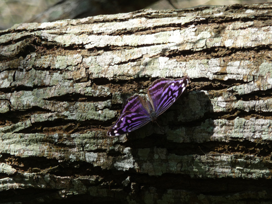 Mexican Bluewing butterfly