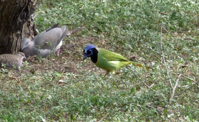 Green jay Resaca de la Palma SP