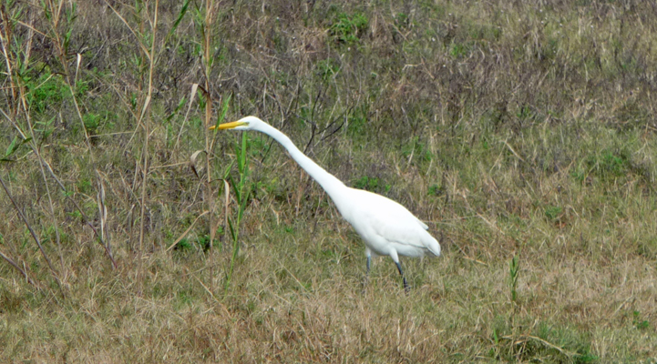 Great Egret Galveston Island SP