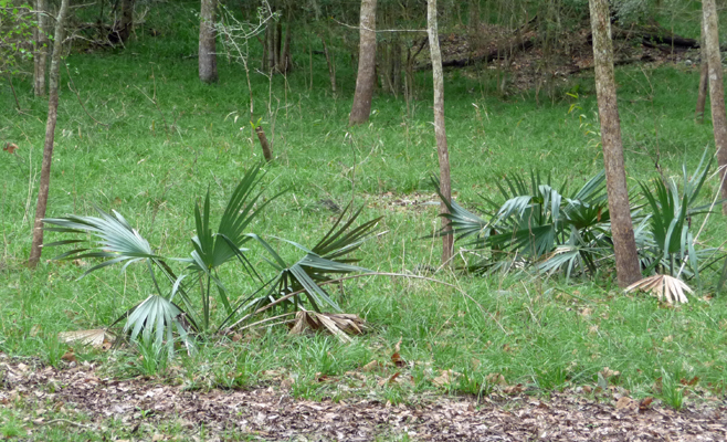 Palmettos Brazos Bend SP