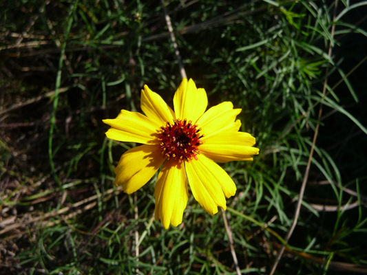 Stiff Greenthread (Thelesperma filifolium)