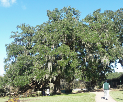 Live Oak with Spanish Moss