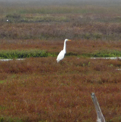 Great Egrets Matagorda