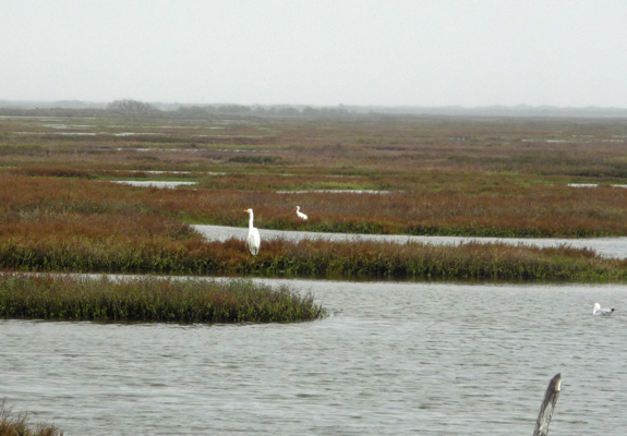 Great Egrets Matagorda