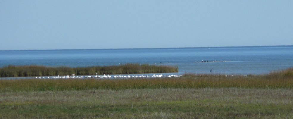 Snow Geese Aransas NWR