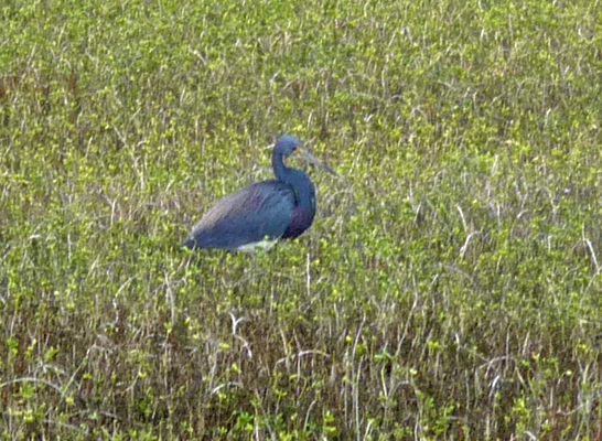 Little blue-heron