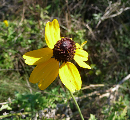 Upright Prairie Coneflowers (Ratibida coumnifera)