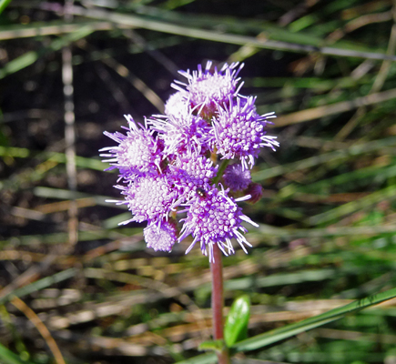 Blue Mistflower (Conoclinium coelestinum)