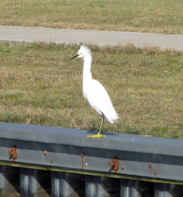 Snowy Egret