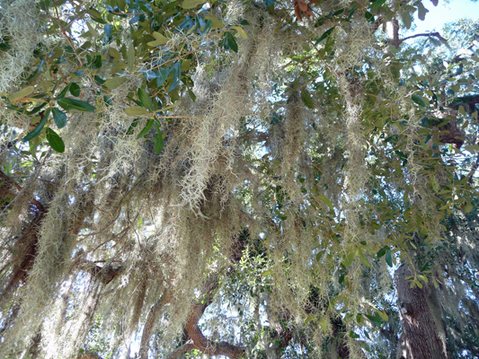 Spanish Moss