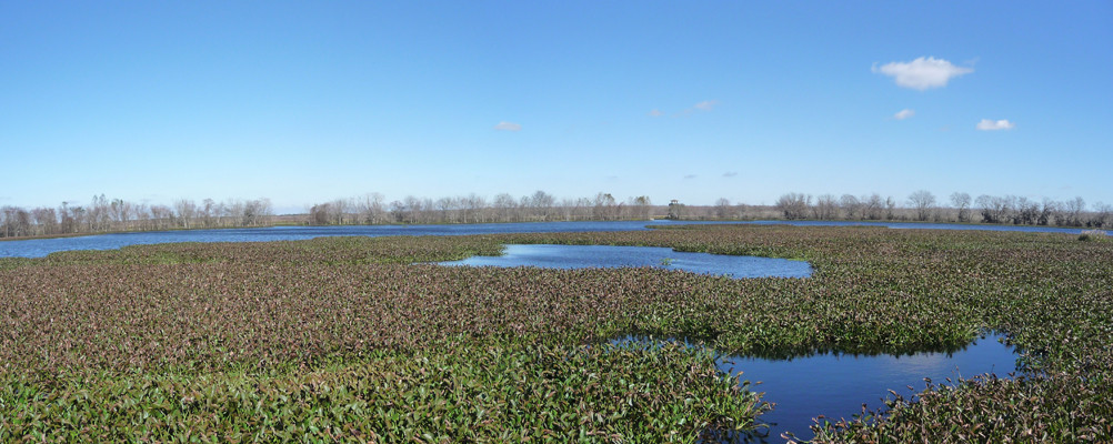 40 Acre Lake Brazos Bend SP