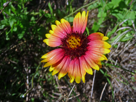 Indian Blanket (Gaillardia pulchella)