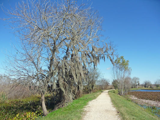 Spanish Moss