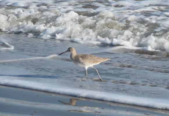 Willet