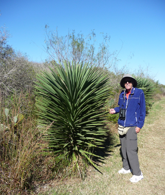 Spanish Daggers (Yucca treculeana)