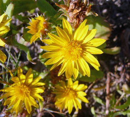 Yellow flower in dunes Galveston Is SP