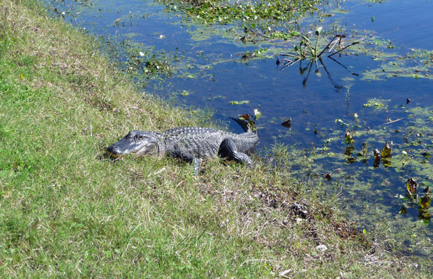 Alligator Brazos Bend SP