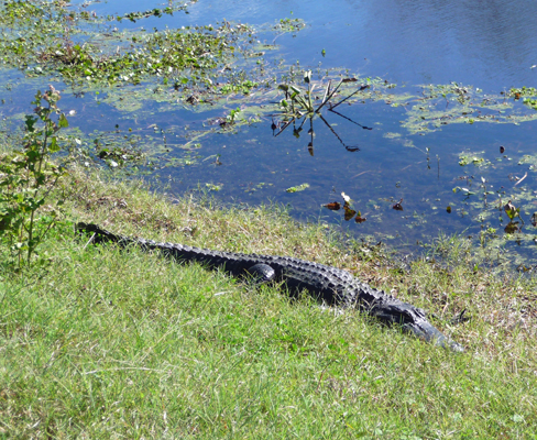 Alligator Brazos Bend SP