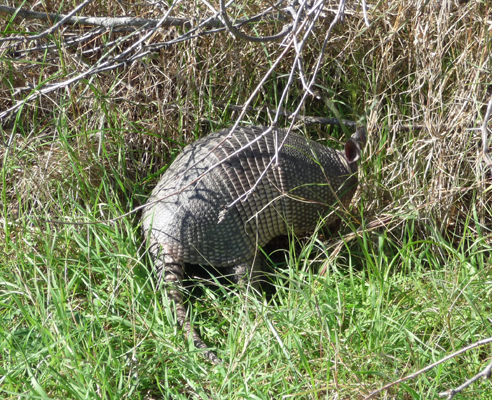 Armadillo Aransas NWR