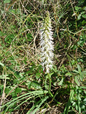 Green lily (Schoenocaulon drummondii)