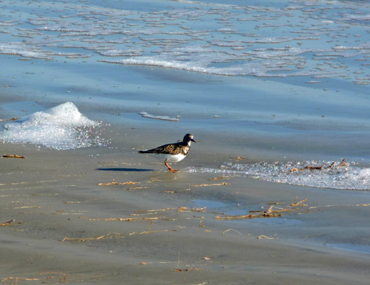 Killdeer Galveston Is SP