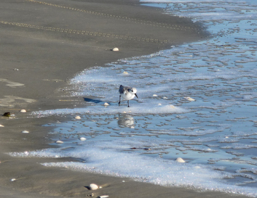 Sanderling Galveston Is SP