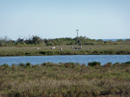 Sandhill cranes Aransas NWR