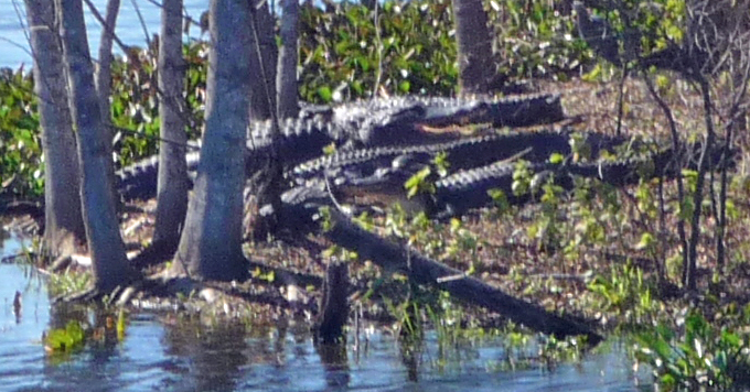 Alligators Brazos Bend SP