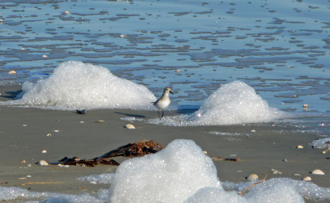 Sanderling beach foam