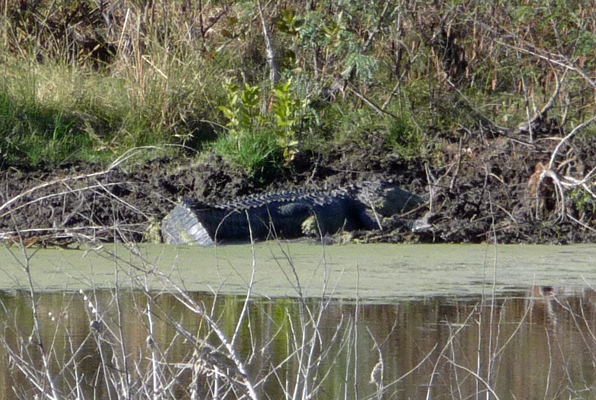 Alligator Aransas NWR