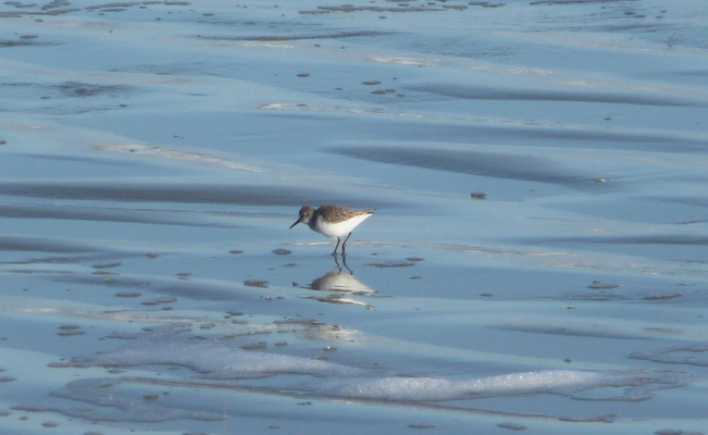 Sanderling