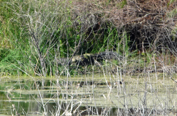 Alligator in weeds Aransas NWR