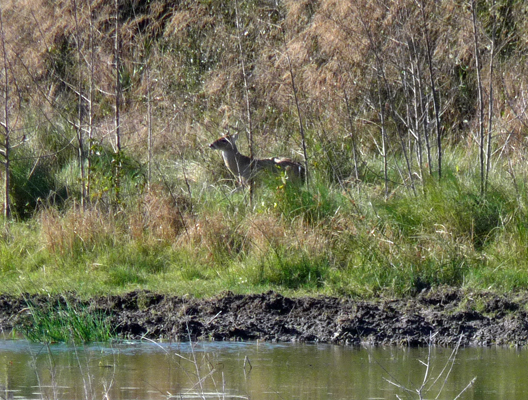 White-tail buck Aransas NWR