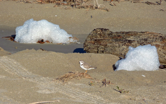 Snowy plover beach foam