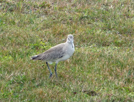 Willet