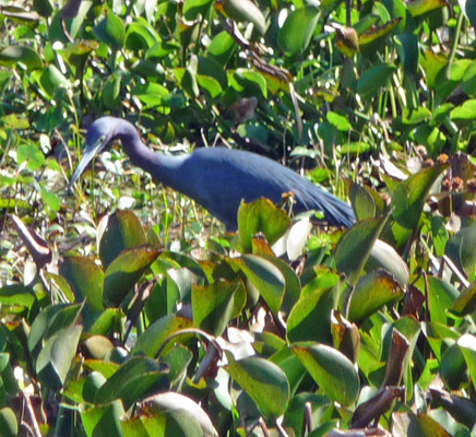 Little Blue Heron Brazos Bend SP