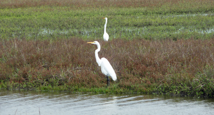 Great Egrets Matagorda