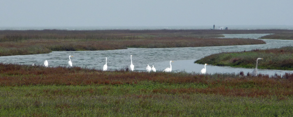 Great Egrets Matagorda