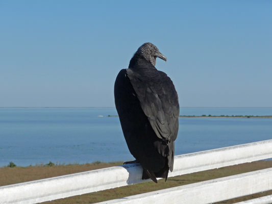 Black Vulture Aransas NWR