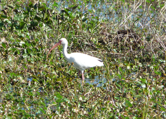 White Ibis Brazos Bend SP