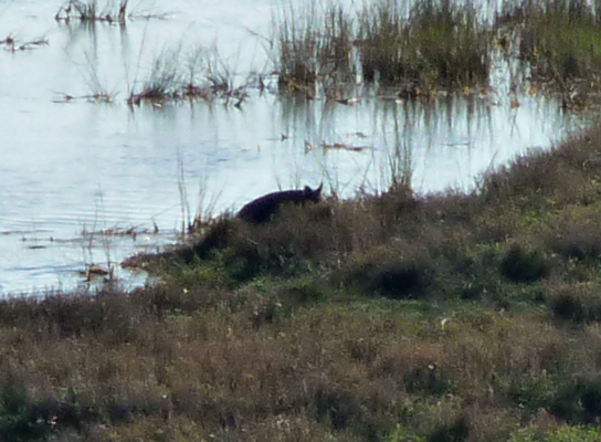 Wild Pig Aransas NWR