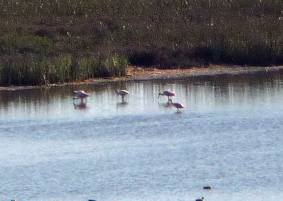 Roseate Spoonbills Aransas NWR