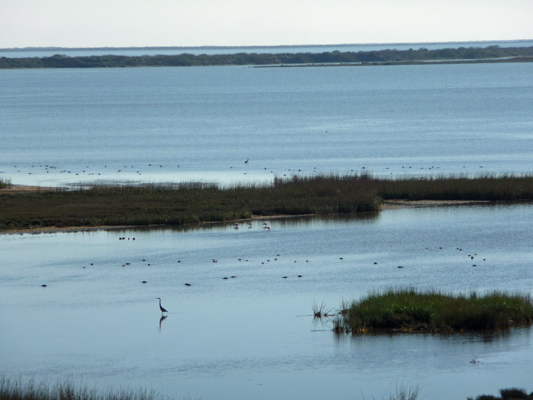 View from observation tower Aransas NWR
