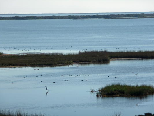 View from observation tower Aransas NWR