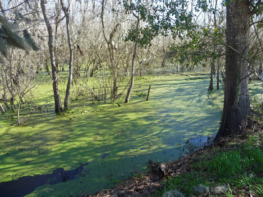 Marsh with green water plants