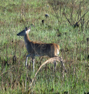 White tailed deer Aransas NWR