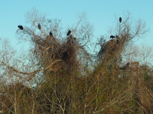 Vultures Aransas NW