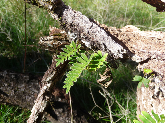 resurrection ferns (Pleopeltis polypodioides) 