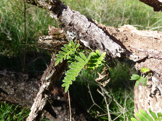 resurrection ferns (Pleopeltis polypodioides)
